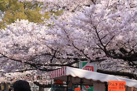 die-kirschbl-te-in-japan-sehen-unser-hanami-f-hrer-japan-experience